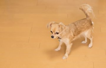 ペットと快適に暮らす方法！フローリングの傷修復・予防方法を解説！